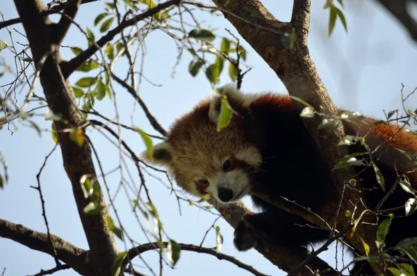 Panda czerwona — Zdjęcie stockowe