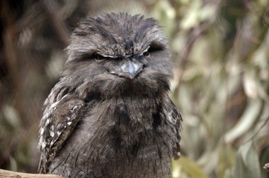 sarımsı kahverengi Paszczaki