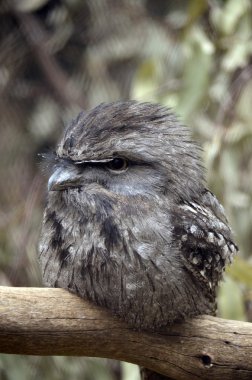 sarımsı kahverengi Paszczaki