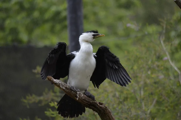 Cormorán de pastel —  Fotos de Stock