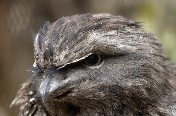 Muscoloso frogmouth — Foto Stock