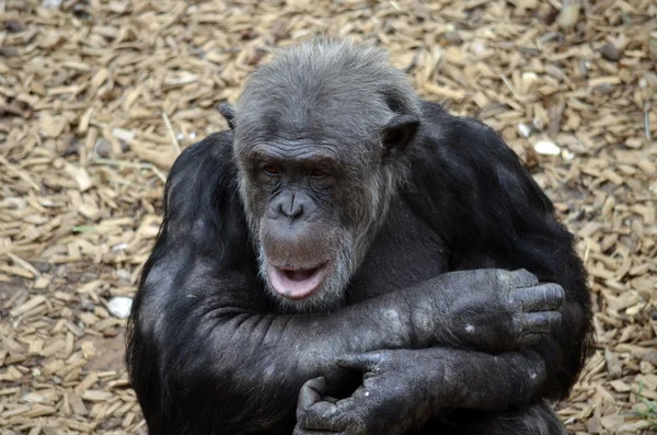 Chimpanzé — Fotografia de Stock