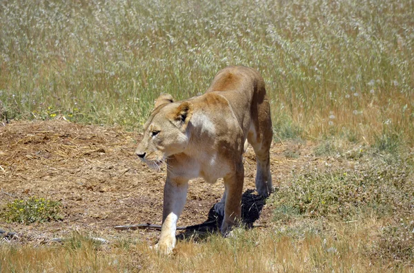 Lion — Stock Photo, Image