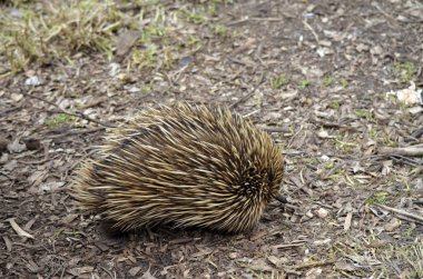 dikenli karıncayiyengiller