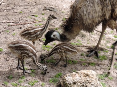 EMU ve yavrusunu