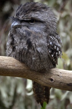 sarımsı kahverengi Paszczaki