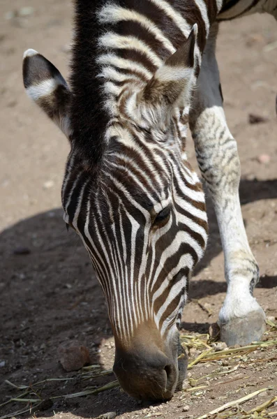 Zebra. — Fotografia de Stock