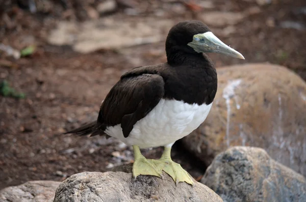 Booby — Stockfoto