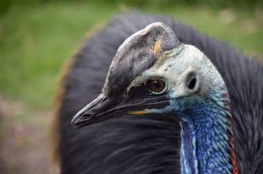 Cassowary
