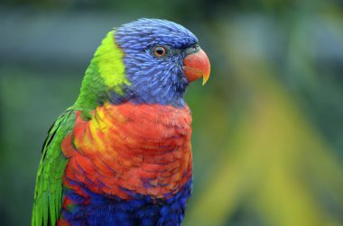 gökkuşağı lorisi