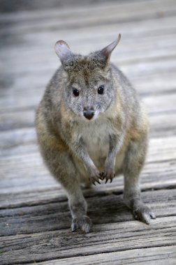 Kızıl boyunlu pademelon