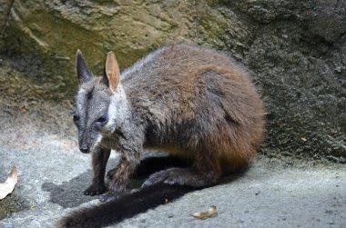 Joey rock wallaby