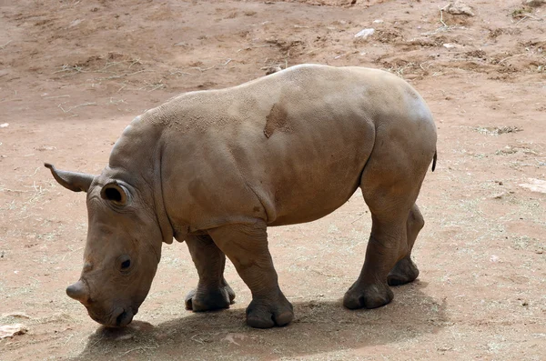 Rinoceronte negro joven — Foto de Stock