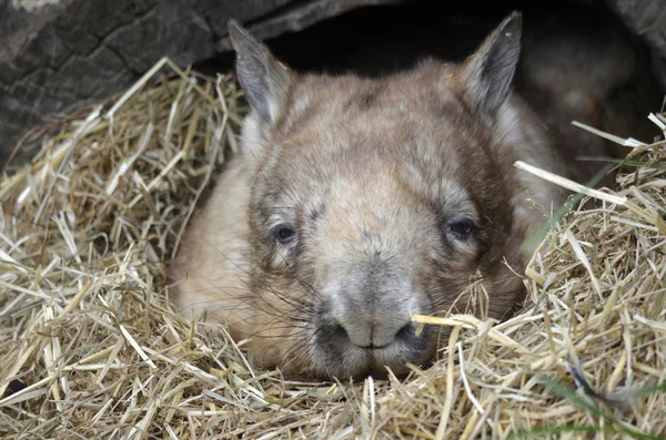 Wombat — Stockfoto