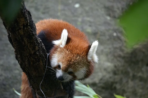 Panda czerwona — Zdjęcie stockowe