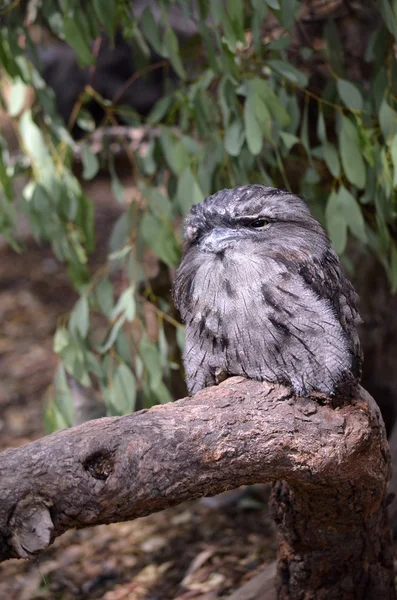 sarımsı kahverengi Paszczaki