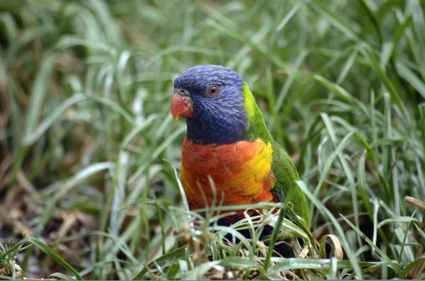 Regnbågslorikeet — Stockfoto