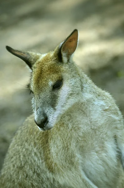 Mooi gezicht wallaby — Stockfoto