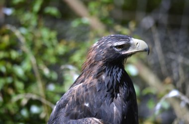 kama kuyruklu kartal