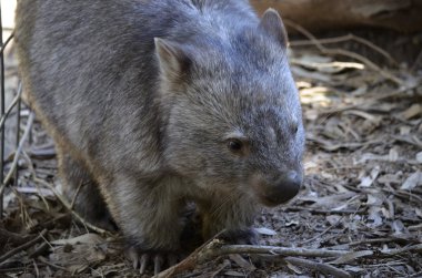 Wombat
