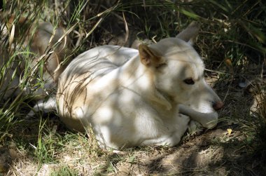 Dingo gölgede