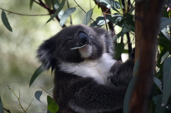 Giovane koala — Foto Stock