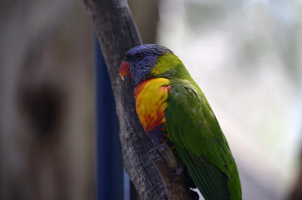 Duha lorikeet — Stock fotografie