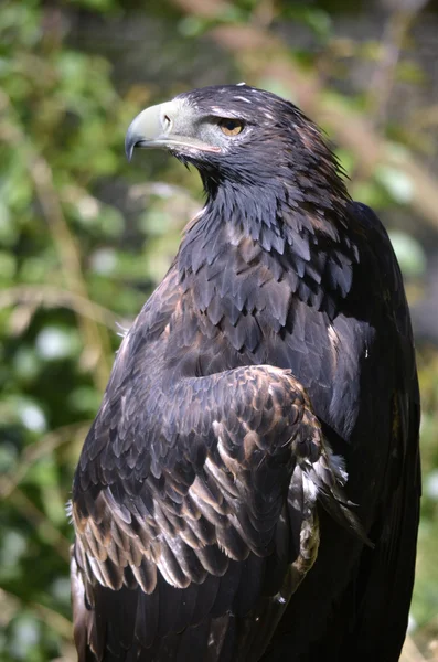 Águila de cuña —  Fotos de Stock