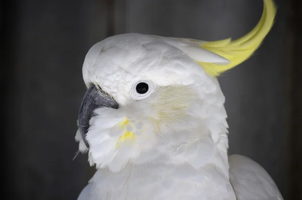 Sulpher crested cockatoo — Stockfoto