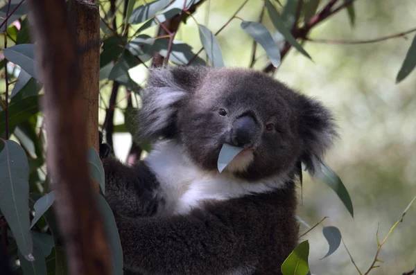Mladý koala — Stock fotografie