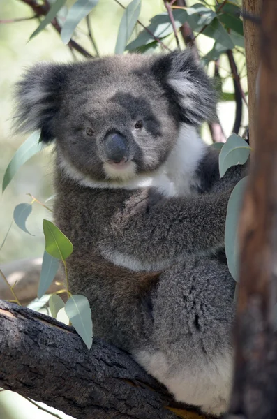 Junge Koalas — Stockfoto