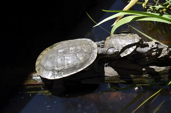 Австралійський черепахи — стокове фото