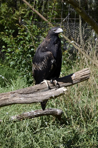 Kil tailed örn — Stockfoto