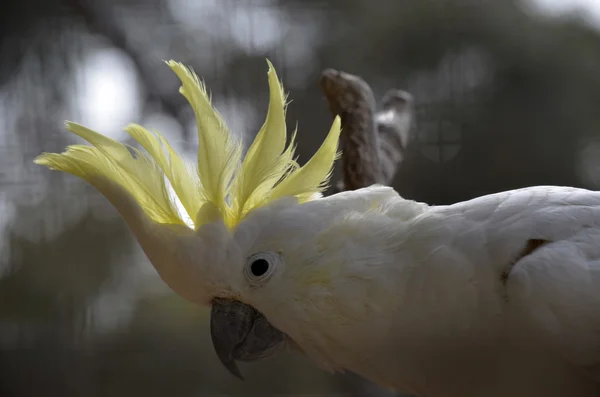 Zwavel crested cockatoo — Stockfoto