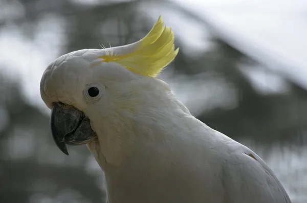 Sulpher crista cacatua — Fotografia de Stock