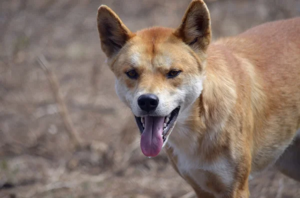 Australiska gyllene dingo — Stockfoto