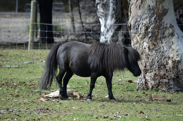 Pony de Shetland — Foto de Stock