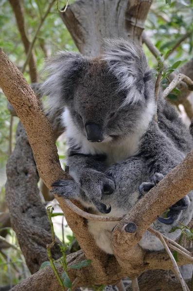 Australijskiego koala — Zdjęcie stockowe