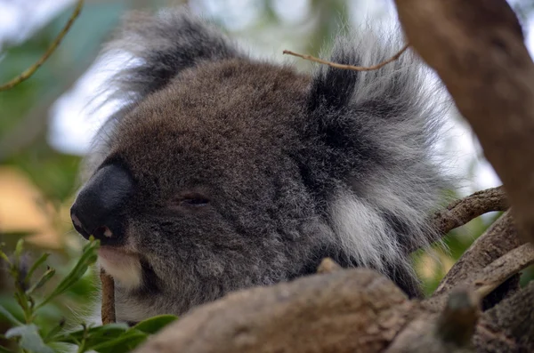 Koala australská — Stock fotografie