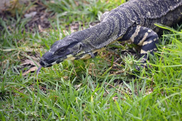 Lézard dentelle — Photo