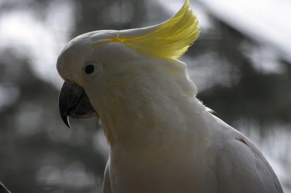 Sulpher crested cockatoo — Stockfoto