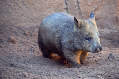 ortak wombat