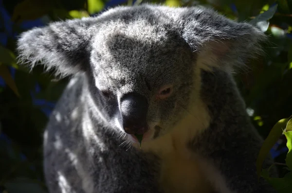 Koala — Stock fotografie