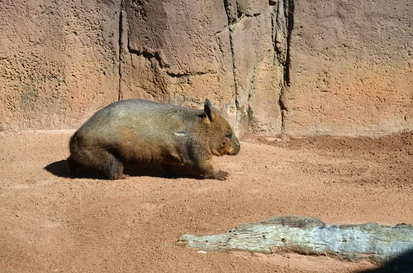 Wombat — Stock fotografie