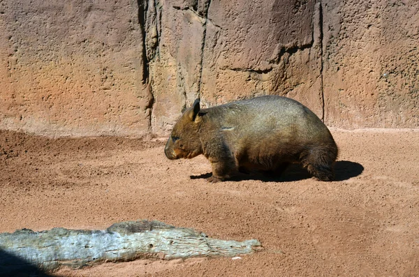 Wombat — Stock fotografie