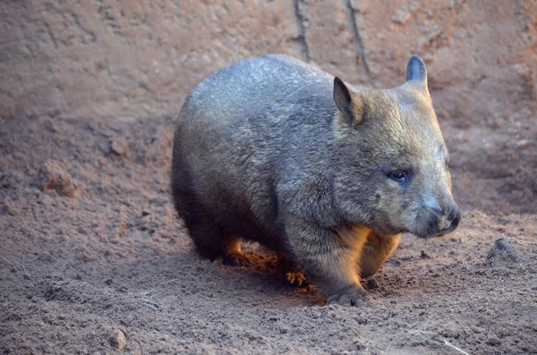 Gemeenschappelijke wombat — Stockfoto