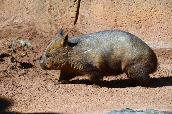 Wombat — Stok fotoğraf