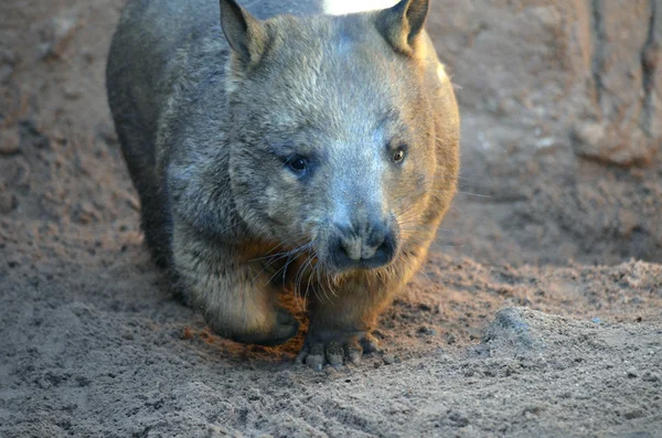 Common wombat — Stock Photo, Image