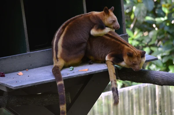 2 boom kangoeroes — Stockfoto