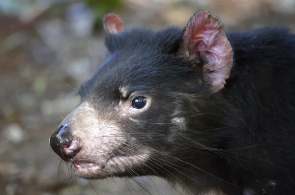 Diavolo della Tasmania — Foto Stock